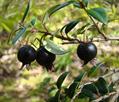 BLACK CHILEAN GUAVA